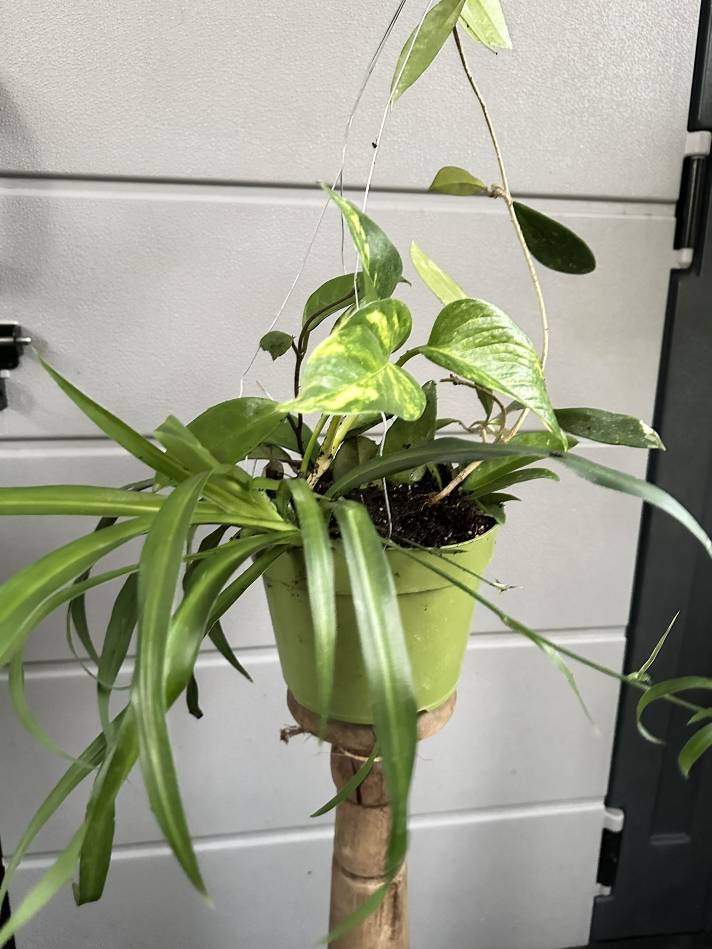 Assortment Of Plants