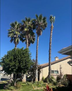 Cheap palm trimming