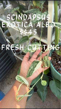 scindapsus cutting for sale