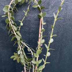 Hoya Cumingiana House Plant, In 4 Inch Pot Pick Up Only