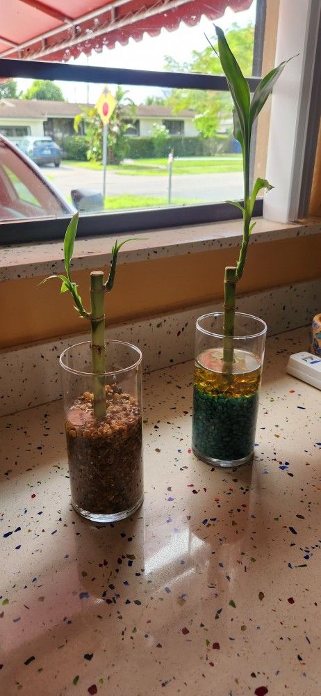 BAMBOO $$ PLANTS