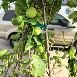 Árboles Frutales Durazno Dona Nectarin Chabacano Nectarin Guayabos Rosa Y Blanco Cherris Manzana 