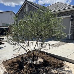 36” Box Fruitless Olive Tree 
