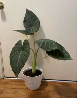 Healthy 8” Alocasia ‘Regal Shield’ w/ Pot