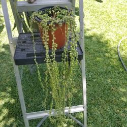 Potted Rosary Plant