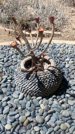 Stone planter and plant.