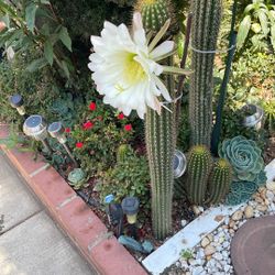 Cacto 