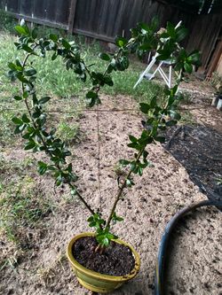$60 Olive tree shaped as heart $60