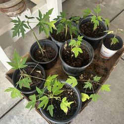 Papaya Plants $10 Each 