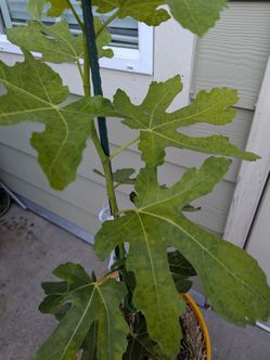 The Tree Organic Fig