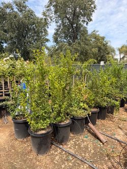 Wonderful pomegranate trees 15 gal