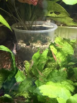 Aquarium Items For Sale