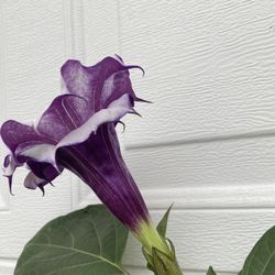 Planta De Trompeta De Angel Flor Doble Morada, En Maceta De 2 Gallones Pick Up Only