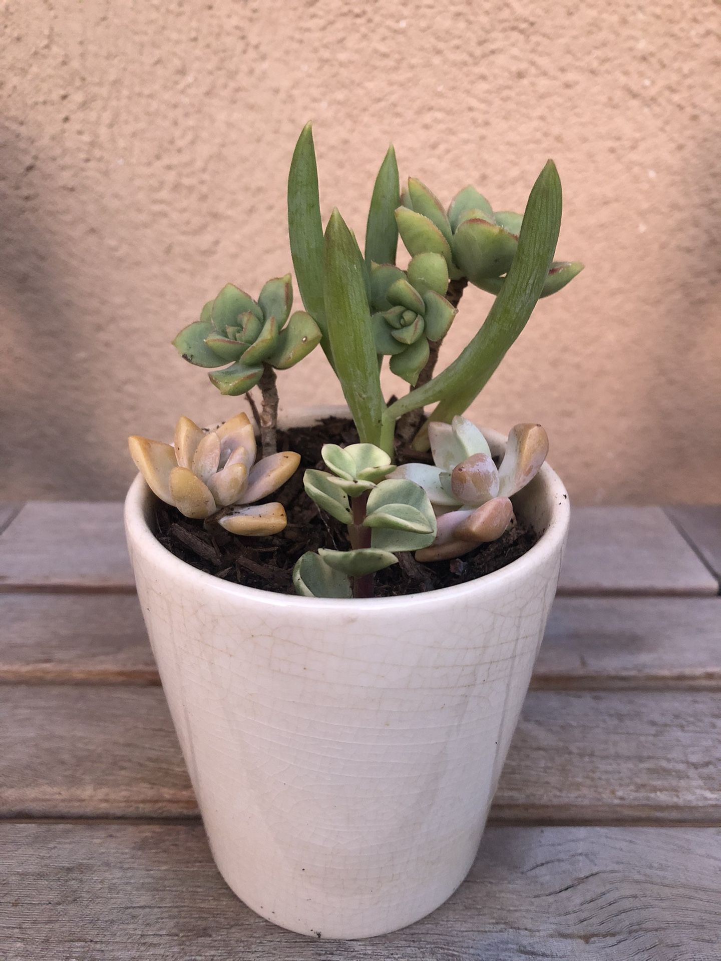 Succulent Arrangement In Ceramic Pot 