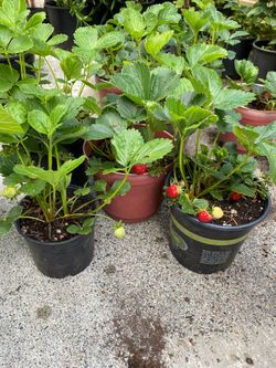 Strawberry 🍓 Plants