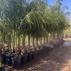 Queen Palm Trees- 15 Gallon Size- Approximately 6-8 Feet Tall 