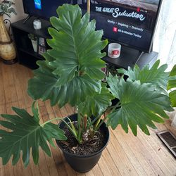 Large Philodendron Selloum Plant