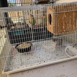 Bird Cage