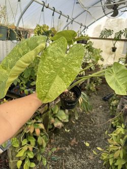 Philodendron Jose Bueno