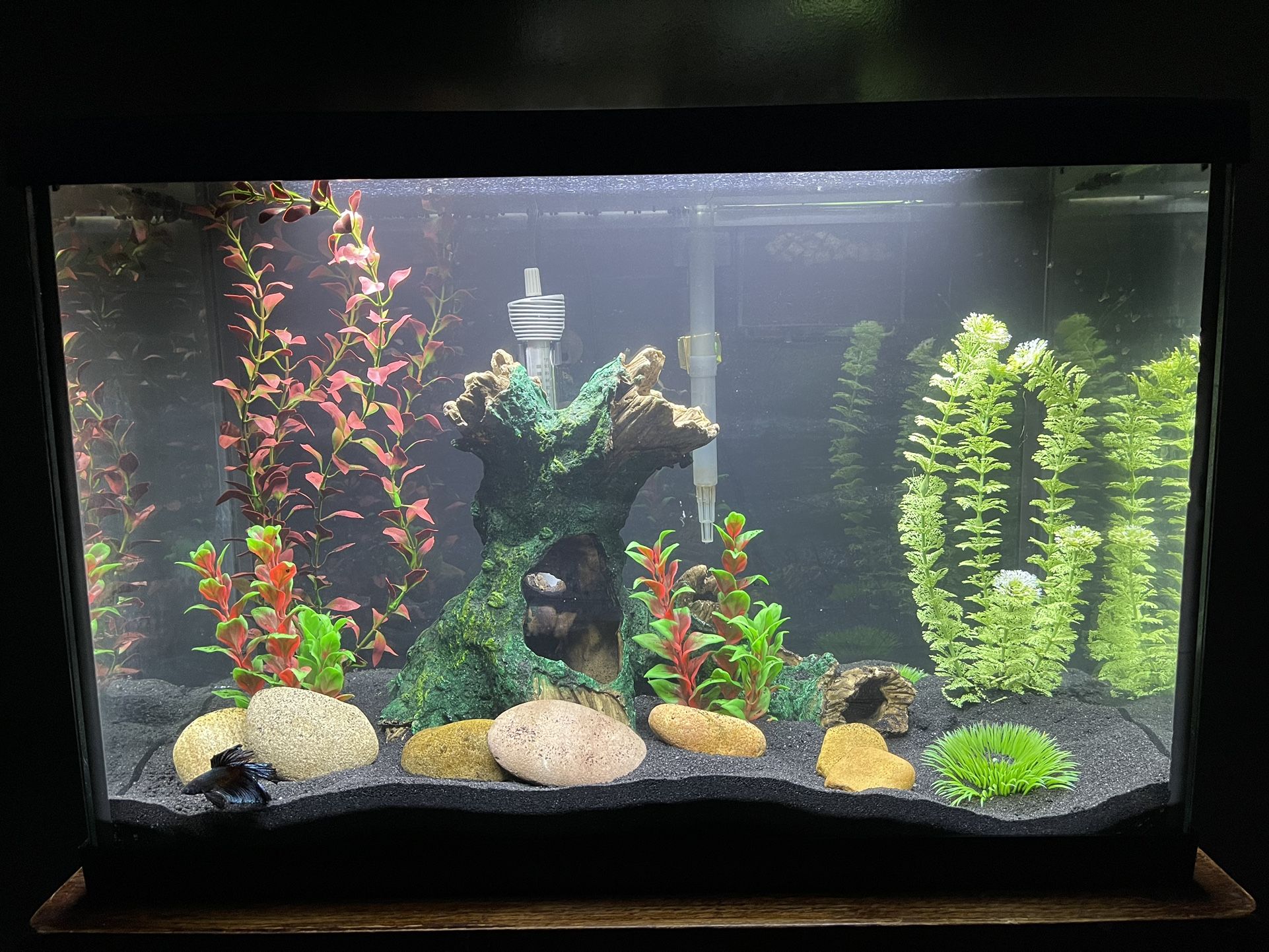 20 Gallon Fish Tank With Stand And Accessories