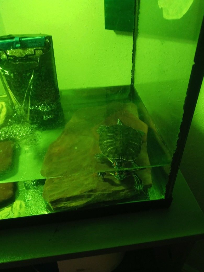 29 Gallon Tank And Light And Turtle