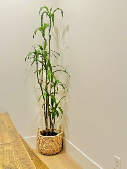 Plant Green Beautiful Indoor 