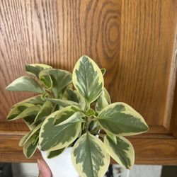Peperomia Plant