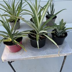 Pineapple Plants