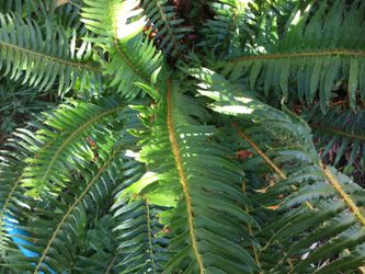 One Large Fern