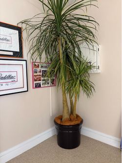 7 Foot Decorative Tree