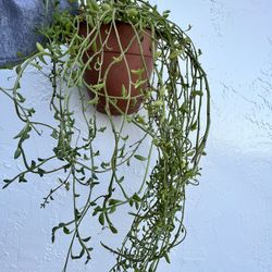 String Of Dolphin 🐬 In 6”pot 