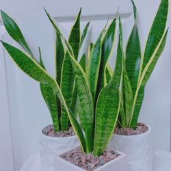 Sansevieria Laurentii Snake Plants Give Out The Fresh Air And Take Away The Bad One - 15” to 17” tall -  5” Ceramic Pot Including - $13 each 