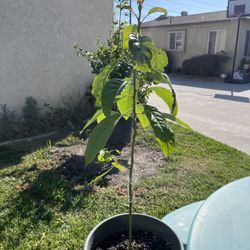 Avocado Tree