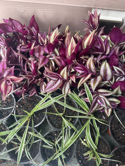 Plants