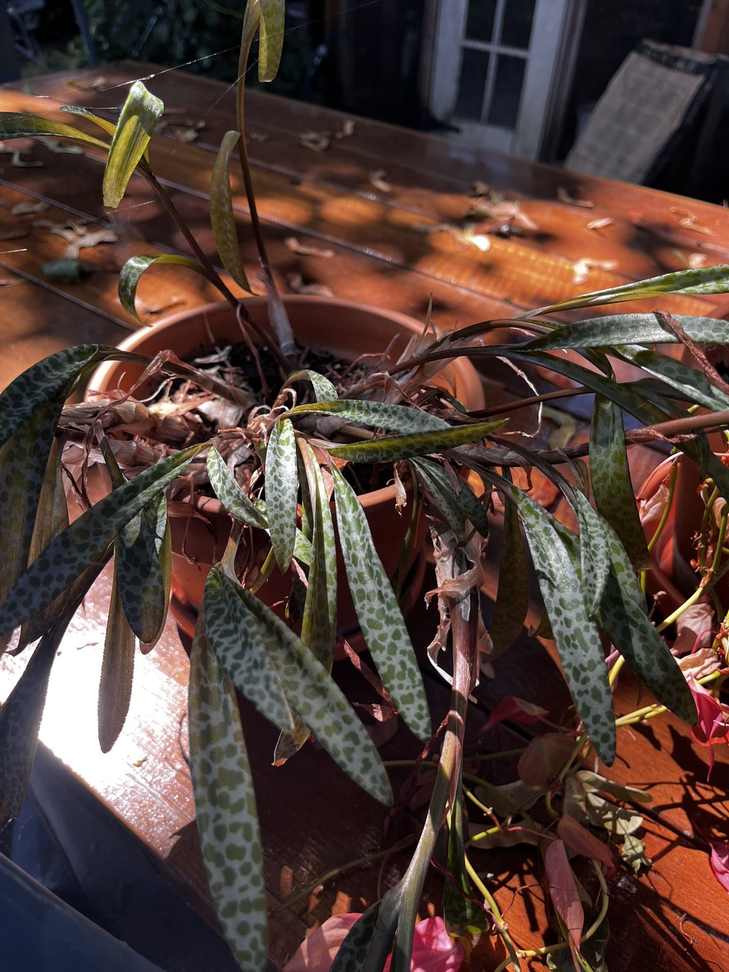 Plants 
