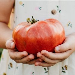 Mortgage Lifter Tomato Plant
