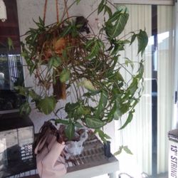 BIG  BEAUTIFUL HOUSE PLANT