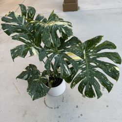 Beautiful Variegation Monstera Thai Constellation