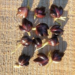 Flowers Tiger Lily Bulbils