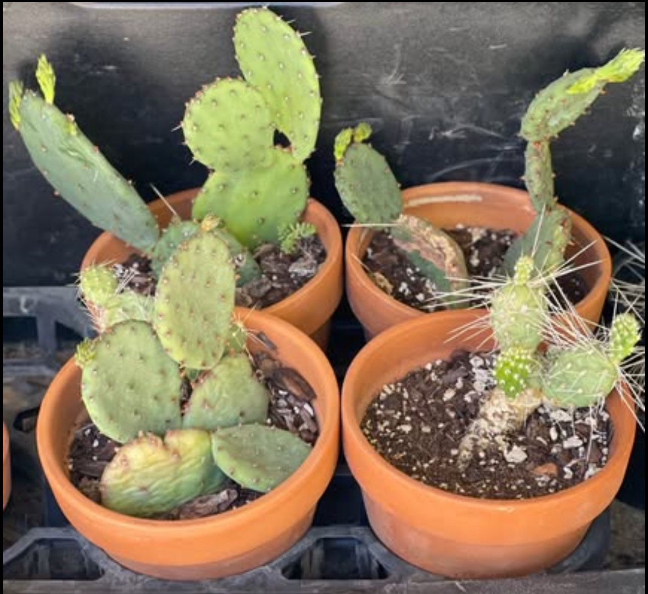 Prickly Pear Cactus Plants