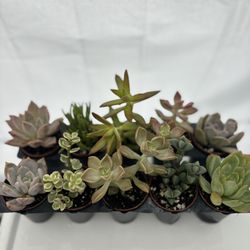 2” Mini Succulents Asst 5pcs Bundle