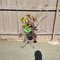 Succulent Arrangement