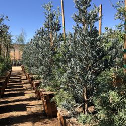 Icee Blue Podocarpus Tree 24”box