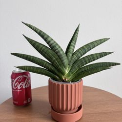 Sansevieria Marsha Anjani