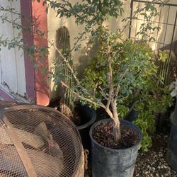 Guamuchil Tree