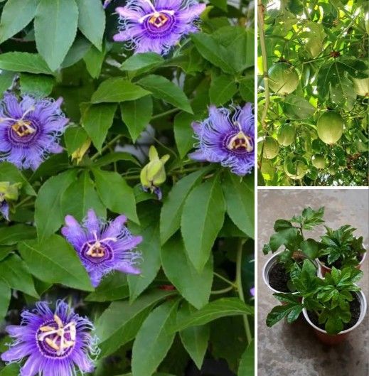 Passion Fruit Vine Perennial Plants