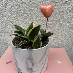 Valentines Gift Starfish Snake Plant