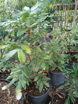 mango,longan, guava fruit trees from $50🥭
