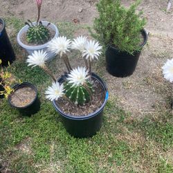 Cacti Plant