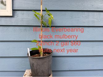 Illinois Everbearing black mulberry tree